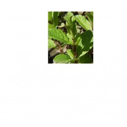 Spearmint, 綠薄荷純精油, 10ml Spearmint, 綠薄荷純精油, 10ml