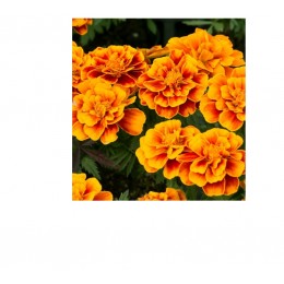Tagetes, 萬壽菊純精油, 5ml Tagetes, 萬壽菊純精油, 5ml