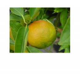 Tangerine, 紅柑純精油 , 10ml Tangerine, 紅柑純精油 , 10ml