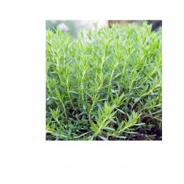 Tarragon, 龍艾純精油, 5ml Tarragon, 龍艾純精油, 5ml