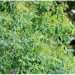 Tea Tree , 茶樹純精油, 100ml 大瓶 Tea Tree , 茶樹純精油, 100ml 大瓶