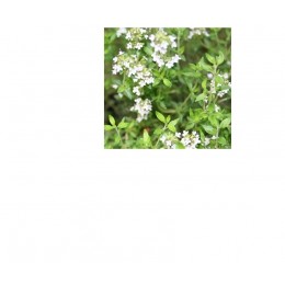 Thyme CT thymol, 百里香純精油, 10ml Thyme CT thymol, 百里香純精油, 10ml