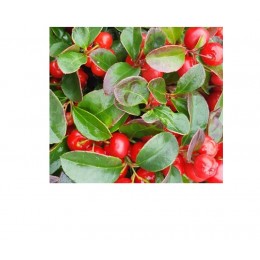 Wintergreen, 冬青(白珠樹)純精油, 10ml Wintergreen, 冬青(白珠樹)純精油, 10ml