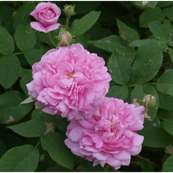 Organic Rose Water, 有機奧圖玫瑰純露(花水), 200ml噴瓶 Organic Rose Water, 有機奧圖玫瑰純露(花水), 200ml噴瓶