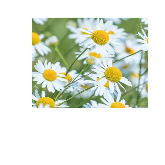 Chamomile Water, 德國洋甘菊純露(花水), 100ml噴瓶 Chamomile Water, 德國洋甘菊純露(花水), 100ml噴瓶