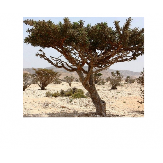 Frankincense Hydrosol, 有機乳香純露, 200ml噴瓶 Frankincense Hydrosol, 有機乳香純露, 200ml噴瓶