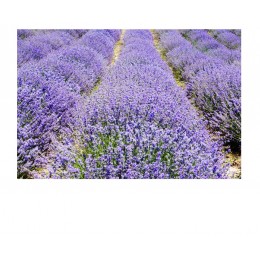 Lavender Water, 高地薰衣草純露(花水), 500ml Lavender Water, 高地薰衣草純露(花水), 500ml