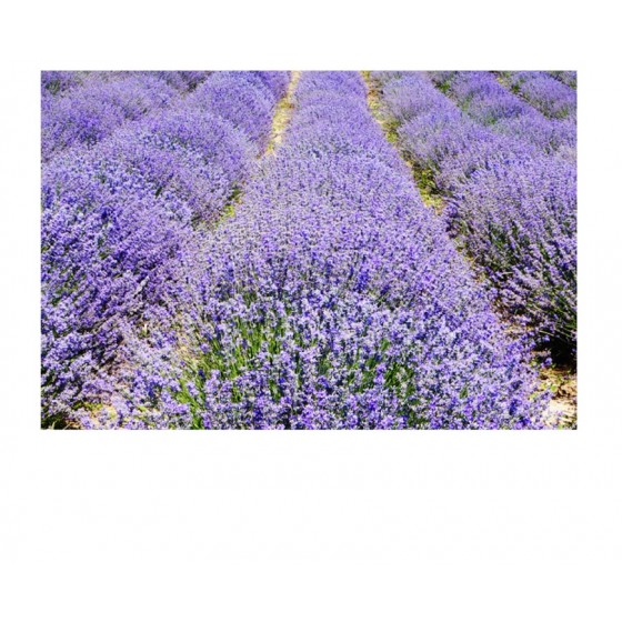 Lavender Water, 高地薰衣草純露(花水), 500ml Lavender Water, 高地薰衣草純露(花水), 500ml