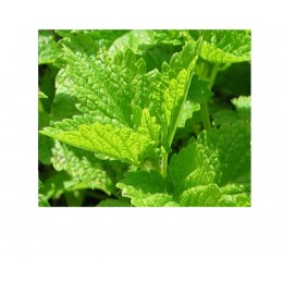 Melissa Water, 香蜂草純露(花水), 100ml Melissa Water, 香蜂草純露(花水), 100ml