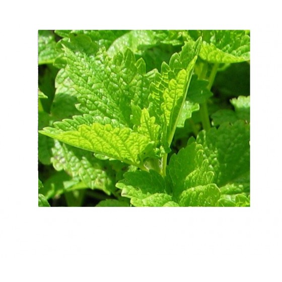 Melissa Water, 香蜂草純露(花水), 100ml Melissa Water, 香蜂草純露(花水), 100ml