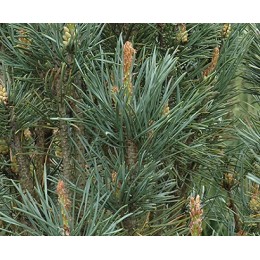 Pine Scotch Water, 史考特松(歐洲赤松)純露(花水), 100ml噴瓶 Pine Scotch Water, 史考特松(歐洲赤松)純露(花水), 100ml噴瓶