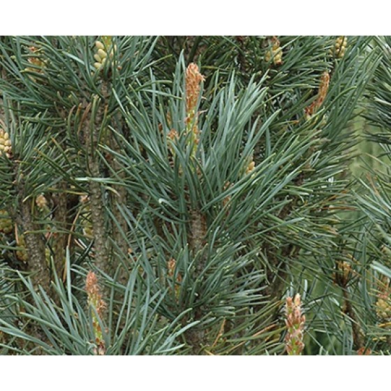 Pine Scotch Water, 史考特松(歐洲赤松)純露(花水), 500ml Pine Scotch Water, 史考特松(歐洲赤松)純露(花水), 500ml