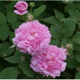 Organic Rose Water, 有機奧圖玫瑰純露(花水), 500ml Organic Rose Water, 有機奧圖玫瑰純露(花水), 500ml