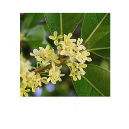 Osmanthus absolute, 桂花原精 , 5ml Osmanthus absolute, 桂花原精 , 5ml