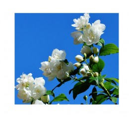 Jasmine absolute, 大花茉莉原精, 5ml Jasmine absolute, 大花茉莉原精, 5ml