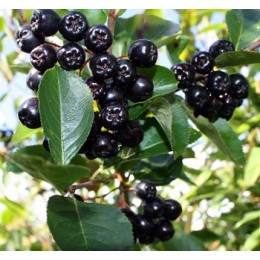 Maqui Berry virgin Oil, 馬基莓油, 50ml Maqui Berry virgin Oil, 馬基莓油, 50ml