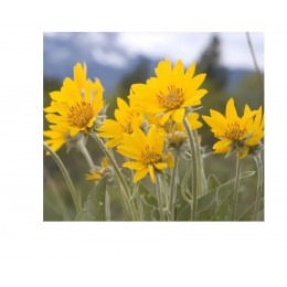 山金車浸泡油, 50ml 山金車浸泡油, 50ml