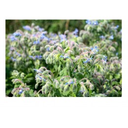 Borage Oil, 琉璃苣油, 50ml Borage Oil, 琉璃苣油, 50ml