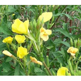 Evening Primrose Oil, 月見草油, 100ml Evening Primrose Oil, 月見草油, 100ml