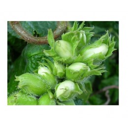 Hazelnut Oil, 榛果油, 50ml Hazelnut Oil, 榛果油, 50ml