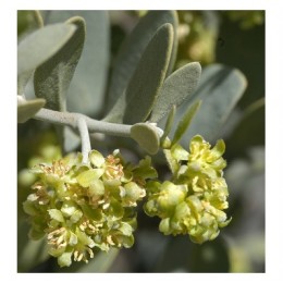 Jojoba virgin Oil, 金黃荷荷芭油, 50ml Jojoba virgin Oil, 金黃荷荷芭油, 50ml