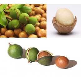 Macadamia virgin Oil, 夏威夷核果油, 100ml Macadamia virgin Oil, 夏威夷核果油, 100ml