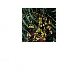 Neem Oil, 苦楝油, 100ml Neem Oil, 苦楝油, 100ml