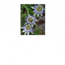 Passion Flower Oil, 西番蓮花油, 50ml Passion Flower Oil, 西番蓮花油, 50ml