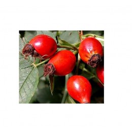 Rosehip virgin Oil, 玫瑰果油, 50ml Rosehip virgin Oil, 玫瑰果油, 50ml