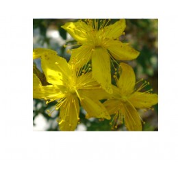 聖約翰草(金絲桃)浸泡油, 50ml 聖約翰草(金絲桃)浸泡油, 50ml