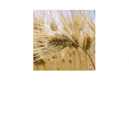 Wheat Germ virgin oil, 小麥胚芽油, 50ml Wheat Germ virgin oil, 小麥胚芽油, 50ml