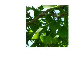 Ho wood, 芳樟純精油, 10ml Ho wood, 芳樟純精油, 10ml